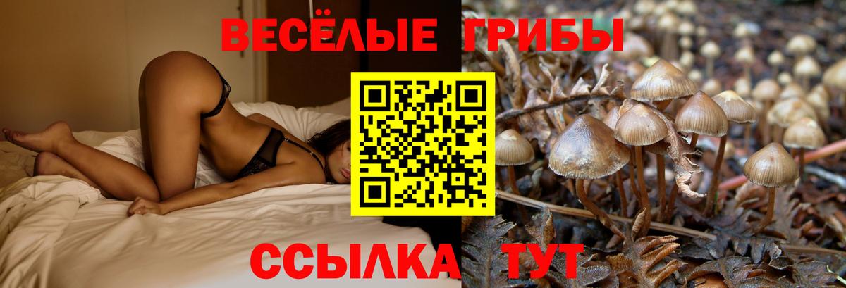 Псилоцибиновые грибы Cubensis Лянтор